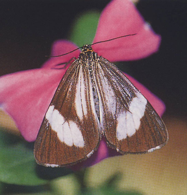 /filer/webapps/moths/media/images/P/pallescens_Nyctemera_AM_DallAsta.jpg