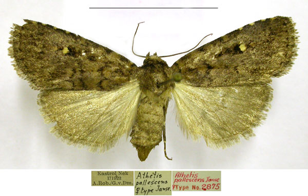 /filer/webapps/moths/media/images/P/pallescens_Proxenus_AT_TMSA.jpg