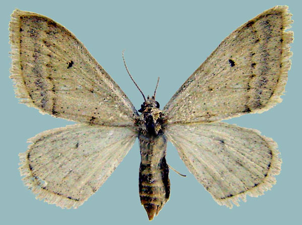 /filer/webapps/moths/media/images/P/palleuca_Scopula_AF_ZSM.jpg