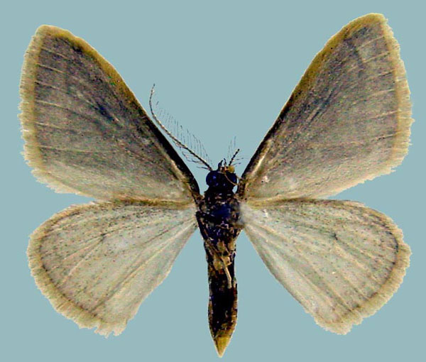 /filer/webapps/moths/media/images/P/palleuca_Scopula_AM_ZSMb.jpg