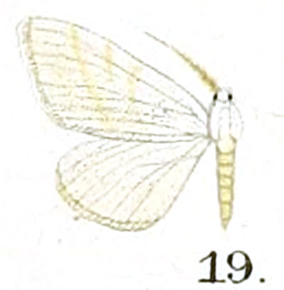 /filer/webapps/moths/media/images/P/palleuca_Scopula_HT_Prout_17-19.jpg