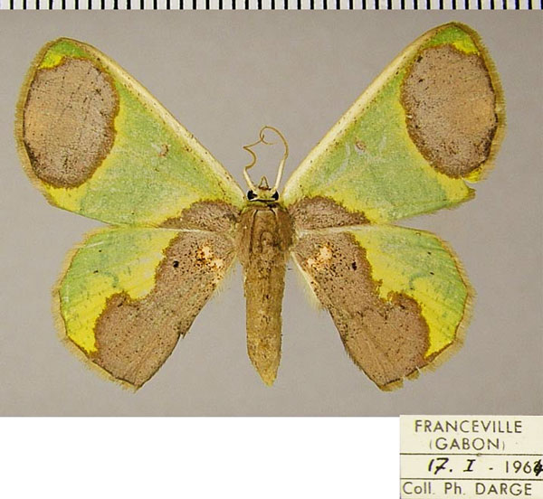 /filer/webapps/moths/media/images/P/palliata_Lophorrhachia_AF_ZSM.jpg