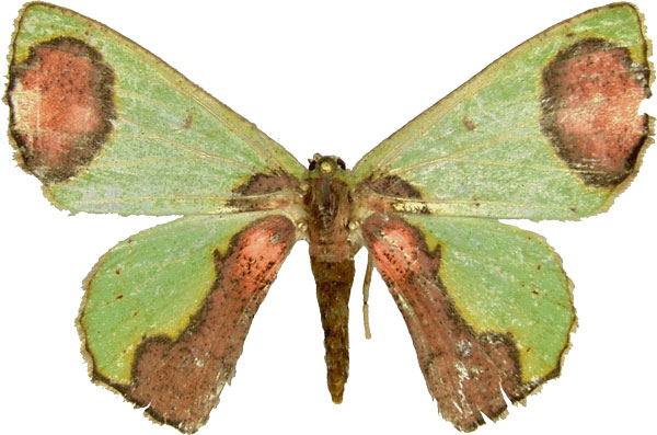 /filer/webapps/moths/media/images/P/palliata_Lophorrhachia_AM_MCJM.jpg