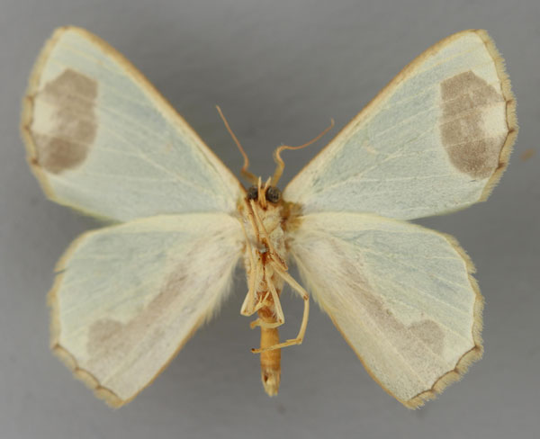 /filer/webapps/moths/media/images/P/palliata_Lophorrhachia_A_ZSM_02.jpg