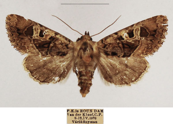 /filer/webapps/moths/media/images/P/palliata_Trigonophora_AF_TMSA.jpg
