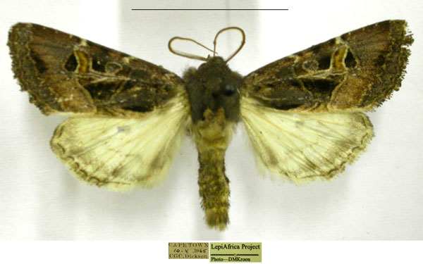 /filer/webapps/moths/media/images/P/palliata_Trigonophora_AM_TMSA.jpg