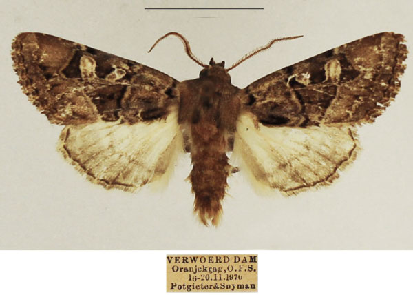 /filer/webapps/moths/media/images/P/palliata_Trigonophora_AM_TMSA_01.jpg