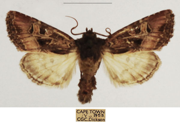 /filer/webapps/moths/media/images/P/palliata_Trigonophora_AM_TMSA_02.jpg