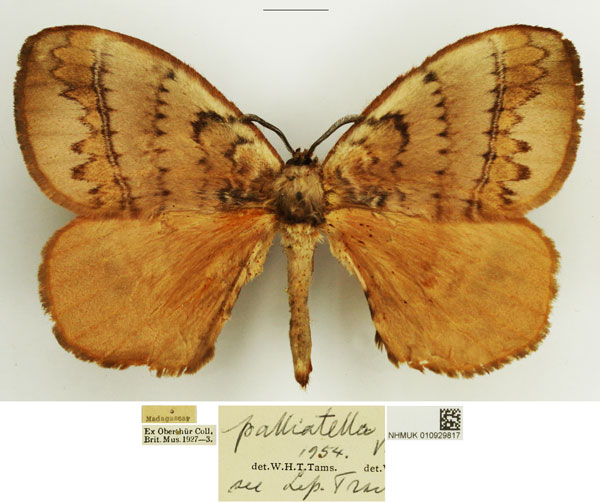 /filer/webapps/moths/media/images/P/palliatella_Malagasanja_AF_NHMUK.jpg