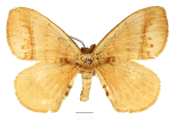 /filer/webapps/moths/media/images/P/palliatella_Malagasanja_AM_Basquin.jpg
