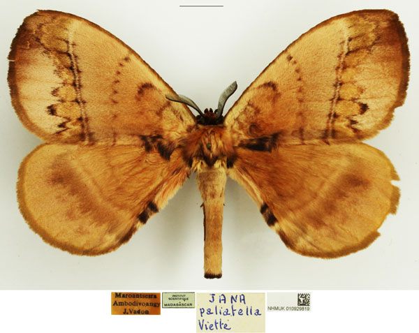 /filer/webapps/moths/media/images/P/palliatella_Malagasanja_AM_NHMUK.jpg