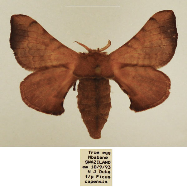 /filer/webapps/moths/media/images/P/pallicornis_Racinoa_AF_TMSA_01.jpg