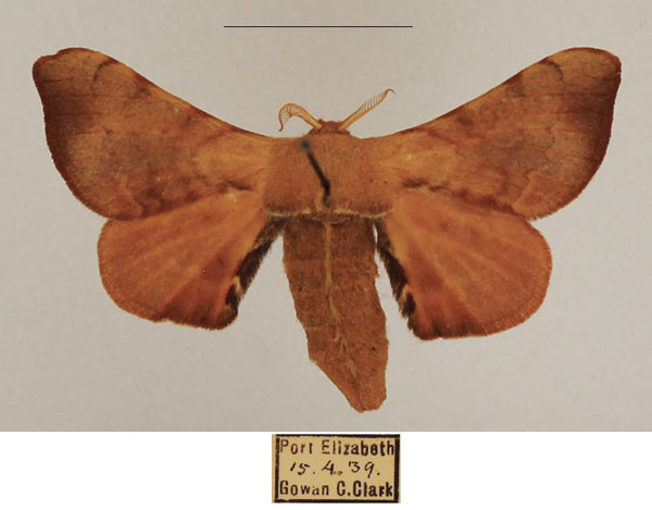 /filer/webapps/moths/media/images/P/pallicornis_Racinoa_AF_TMSA_02.jpg