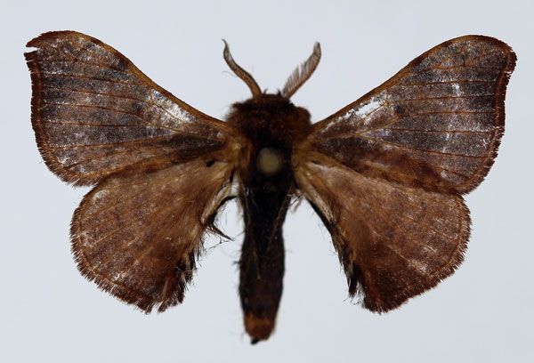 /filer/webapps/moths/media/images/P/pallicornis_Racinoa_AM_Basquin.jpg