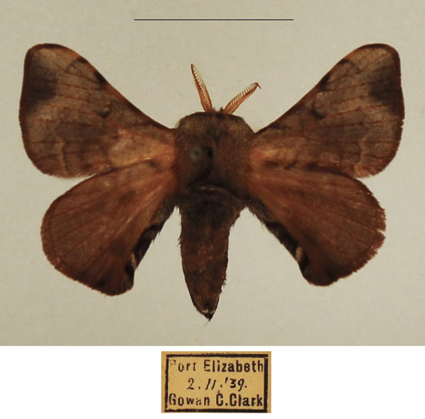 /filer/webapps/moths/media/images/P/pallicornis_Racinoa_AM_TMSA_02.jpg