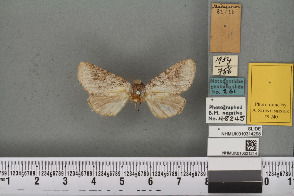 /filer/webapps/moths/media/images/P/pallida_Acroctena_AM_BMNHa.jpg