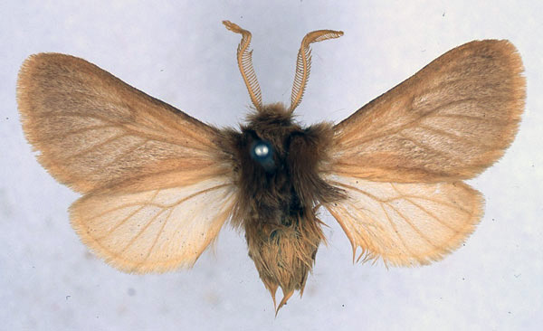 /filer/webapps/moths/media/images/P/pallida_Automolis_HT_BMNH_01.jpg