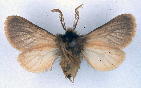 /filer/webapps/moths/media/images/P/pallida_Automolis_HT_BMNH_02.jpg