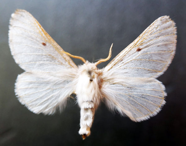 /filer/webapps/moths/media/images/P/pallida_Bombycomorpha_AF_Stroehle.jpg