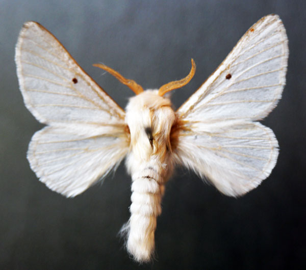 /filer/webapps/moths/media/images/P/pallida_Bombycomorpha_AM_Stroehle.jpg