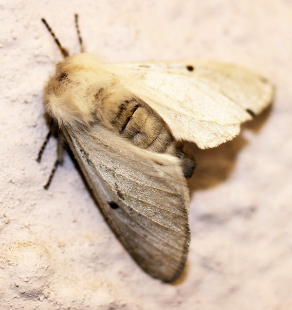 /filer/webapps/moths/media/images/P/pallida_Bombycomorpha_A_Heyns_01.jpg