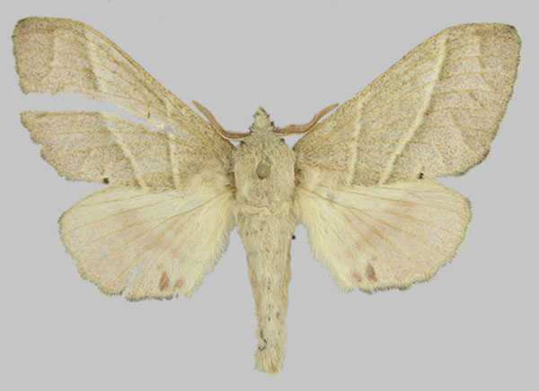 /filer/webapps/moths/media/images/P/pallida_Bombycopsis_AF_ZSM_0iCUJP7.jpg