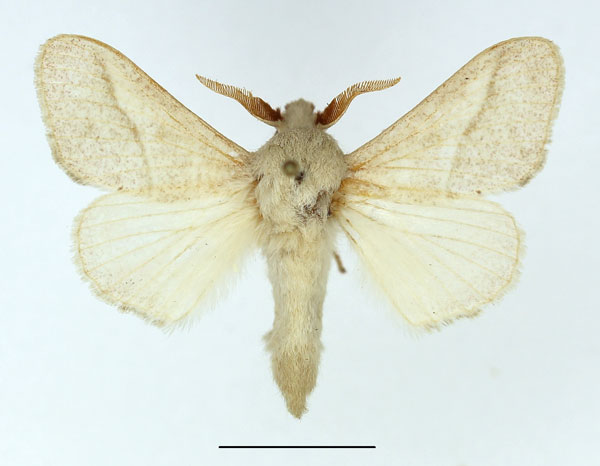 /filer/webapps/moths/media/images/P/pallida_Bombycopsis_AM_Basquin_VeP7tSh.jpg