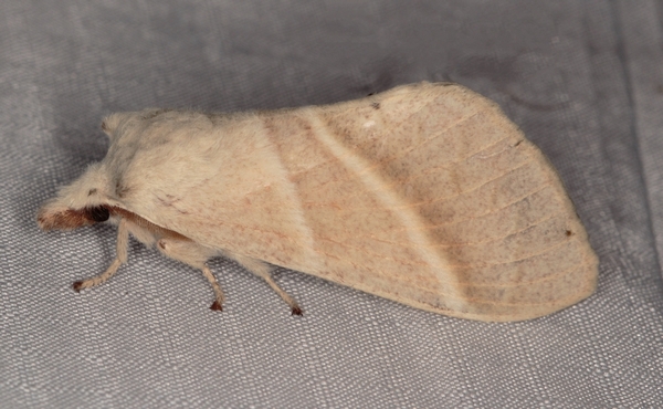 /filer/webapps/moths/media/images/P/pallida_Bombycopsis_A_Heyns_01.jpg
