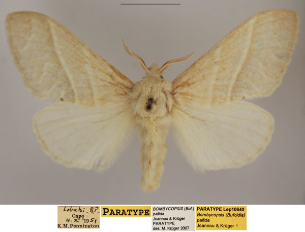 /filer/webapps/moths/media/images/P/pallida_Bombycopsis_PTF_TMSA.jpg