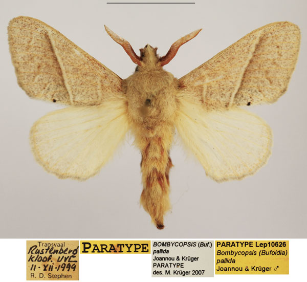 /filer/webapps/moths/media/images/P/pallida_Bombycopsis_PTM_TMSA.jpg