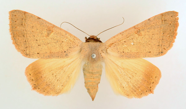 /filer/webapps/moths/media/images/P/pallida_Ctenusa_AF_TMSA_01.jpg