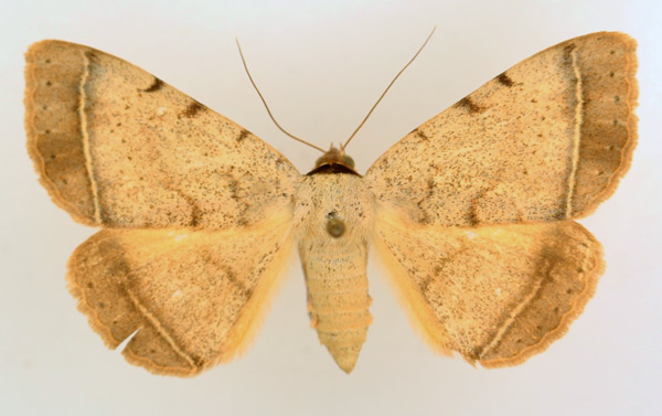 /filer/webapps/moths/media/images/P/pallida_Ctenusa_AF_TMSA_02.jpg