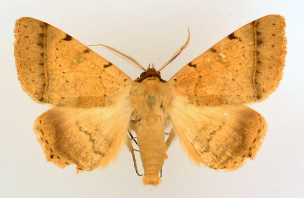 /filer/webapps/moths/media/images/P/pallida_Ctenusa_AM_TMSA_01.jpg