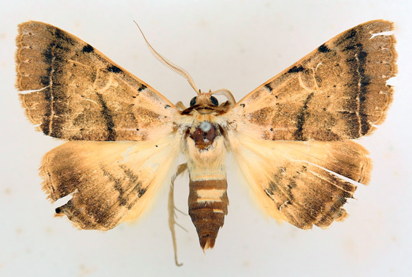 /filer/webapps/moths/media/images/P/pallida_Ctenusa_AM_TMSA_02.jpg