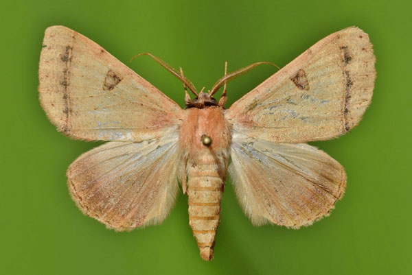 /filer/webapps/moths/media/images/P/pallida_Ctenusa_A_Butler_01.jpg