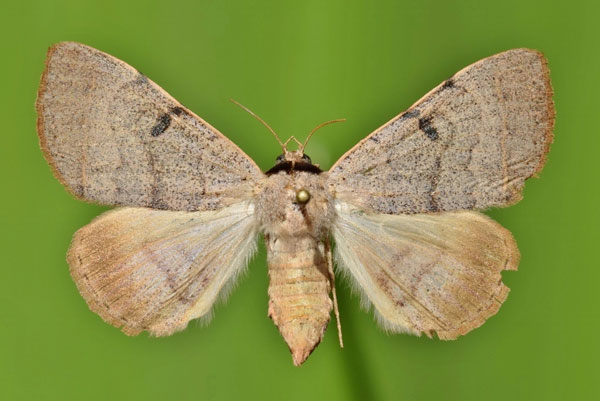/filer/webapps/moths/media/images/P/pallida_Ctenusa_A_Butler_02.jpg