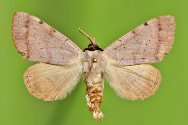 /filer/webapps/moths/media/images/P/pallida_Ctenusa_A_Butler_03.jpg