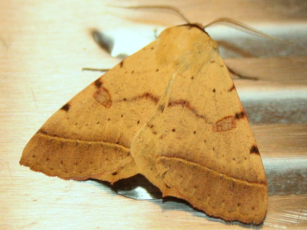 /filer/webapps/moths/media/images/P/pallida_Ctenusa_A_Sydes.jpg