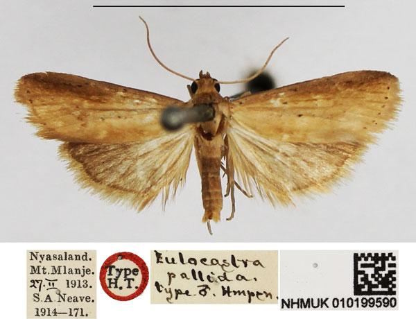 /filer/webapps/moths/media/images/P/pallida_Eulocastra_HT_NHMUK.jpg