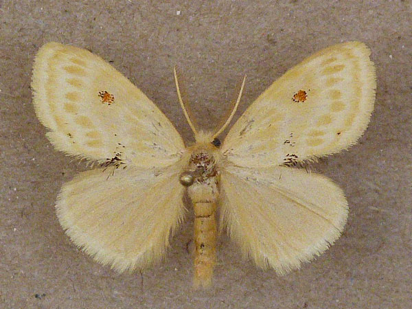 /filer/webapps/moths/media/images/P/pallida_Euproctis_A_Butler.jpg