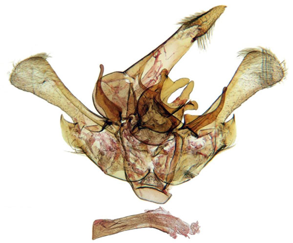 /filer/webapps/moths/media/images/P/pallida_Gnathodes_GMHT_ANHRT_86.jpg