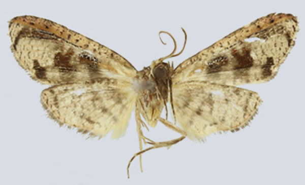 /filer/webapps/moths/media/images/P/pallida_Gnathodes_HT_ANHRTb.jpg