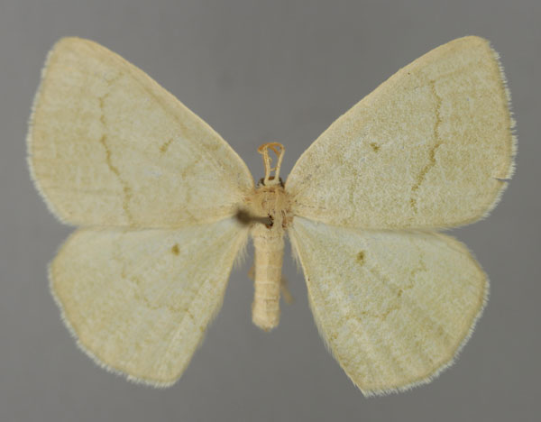 /filer/webapps/moths/media/images/P/pallida_Nothoterpna_A_ZSM_01.jpg