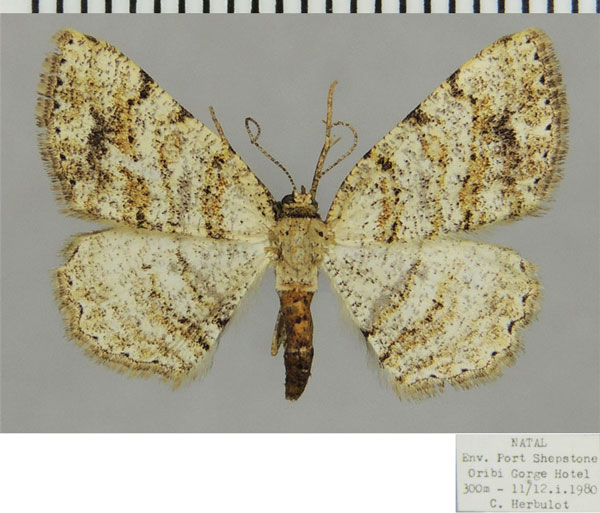 /filer/webapps/moths/media/images/P/pallida_Obolcola_AF_ZSM.jpg