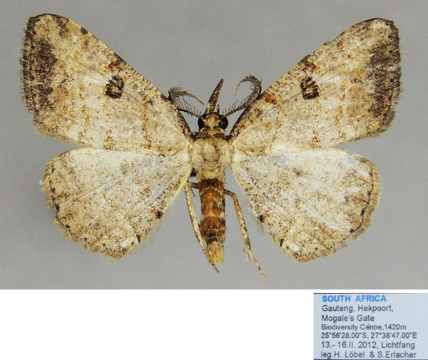 /filer/webapps/moths/media/images/P/pallida_Obolcola_AM_ZSM.jpg