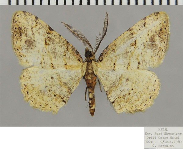 /filer/webapps/moths/media/images/P/pallida_Obolcola_AM_ZSMa.jpg