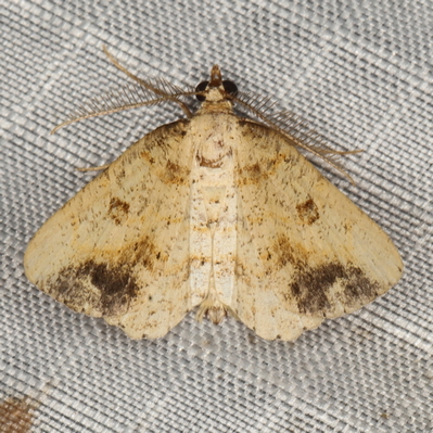 /filer/webapps/moths/media/images/P/pallida_Obolcola_M_Heyns_01.JPG
