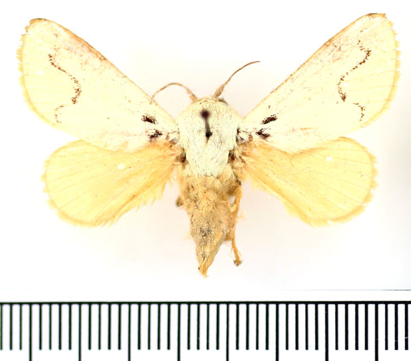 /filer/webapps/moths/media/images/P/pallida_Parasa_AM_BMNH_01.jpg