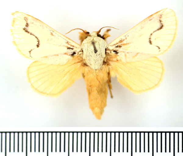 /filer/webapps/moths/media/images/P/pallida_Parasa_AM_BMNH_02.jpg