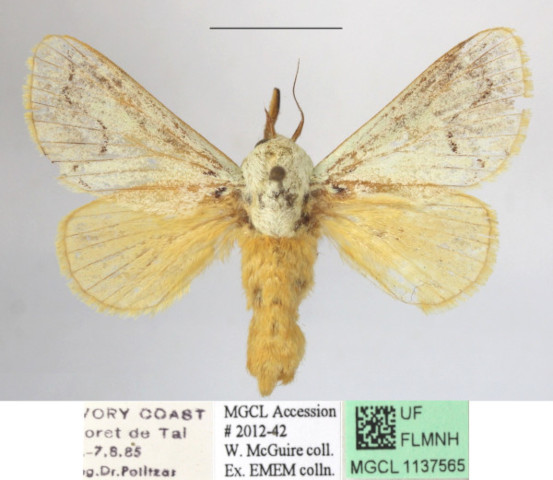 /filer/webapps/moths/media/images/P/pallida_Parasa_A_MGCLa_02.JPG